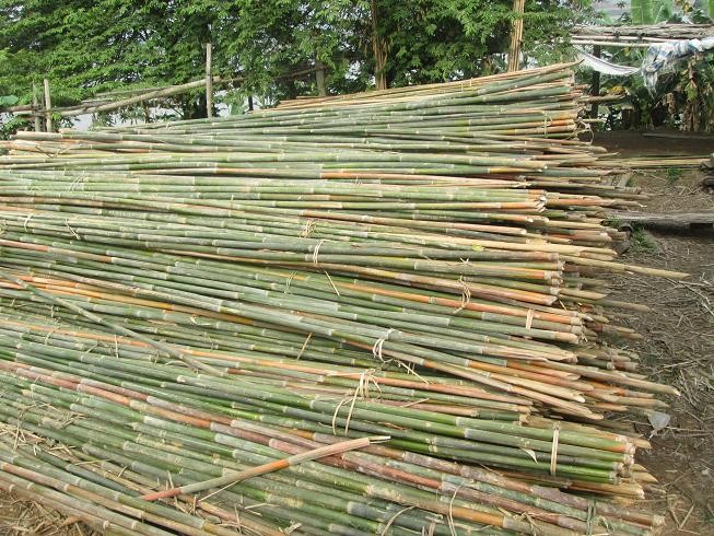 Đại lý cọc tre công trình tại Đà Nẵng